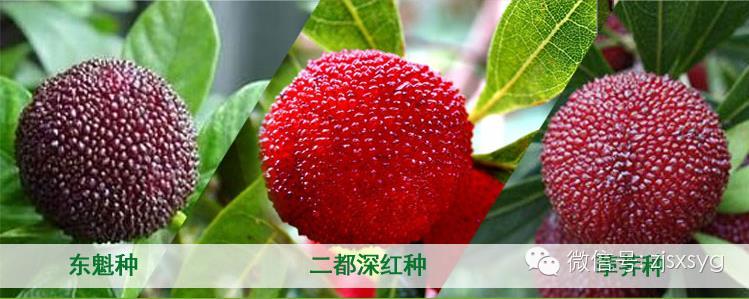 上虞杨梅采摘欢乐一日游